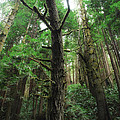Groovin With The Redwoods